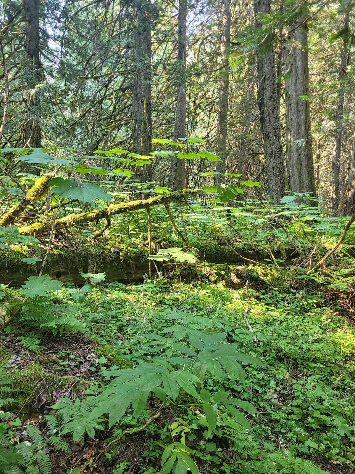 Sumallo Grove (Manning Park) - Image 1