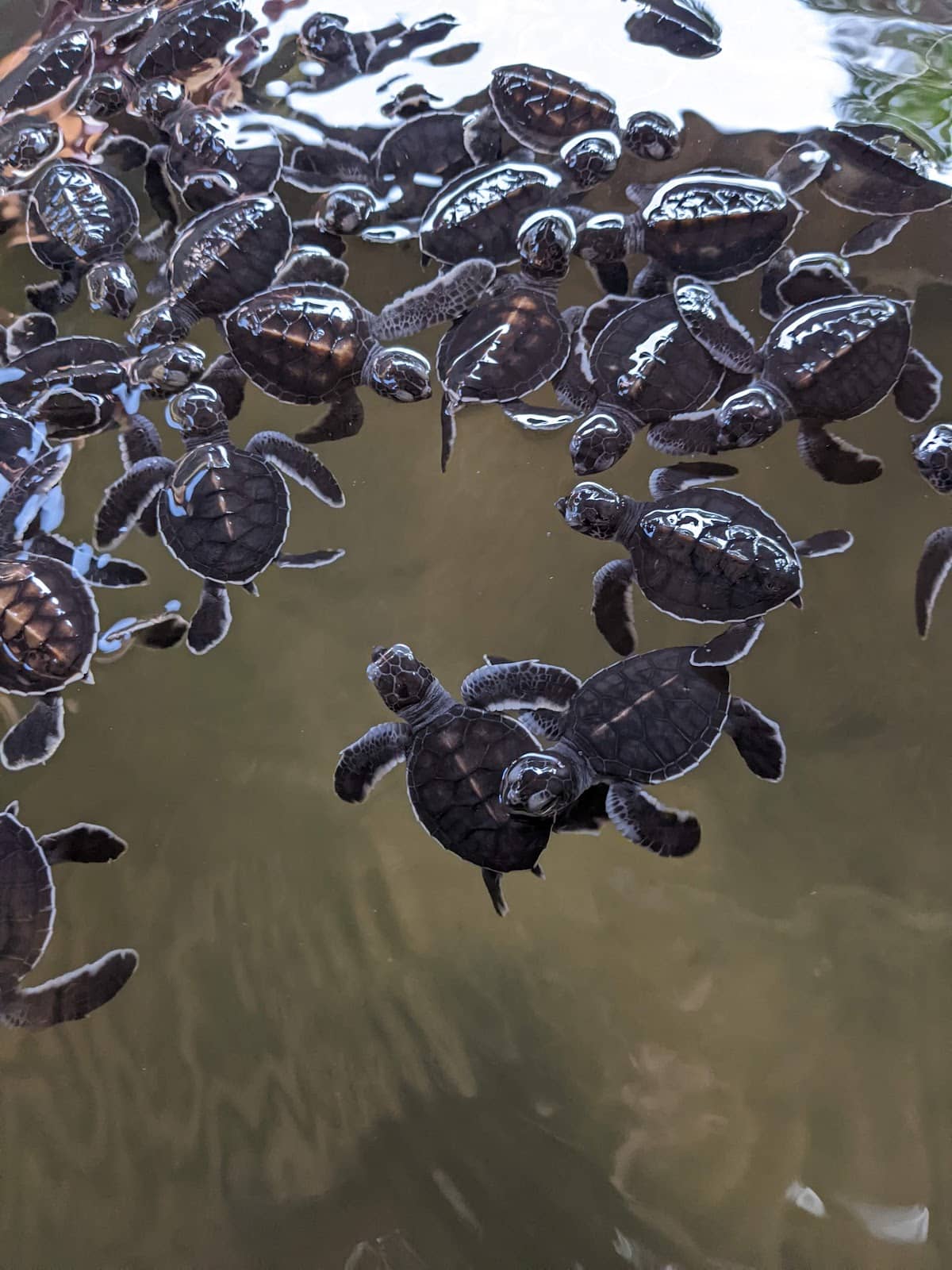 Volunteer Experience