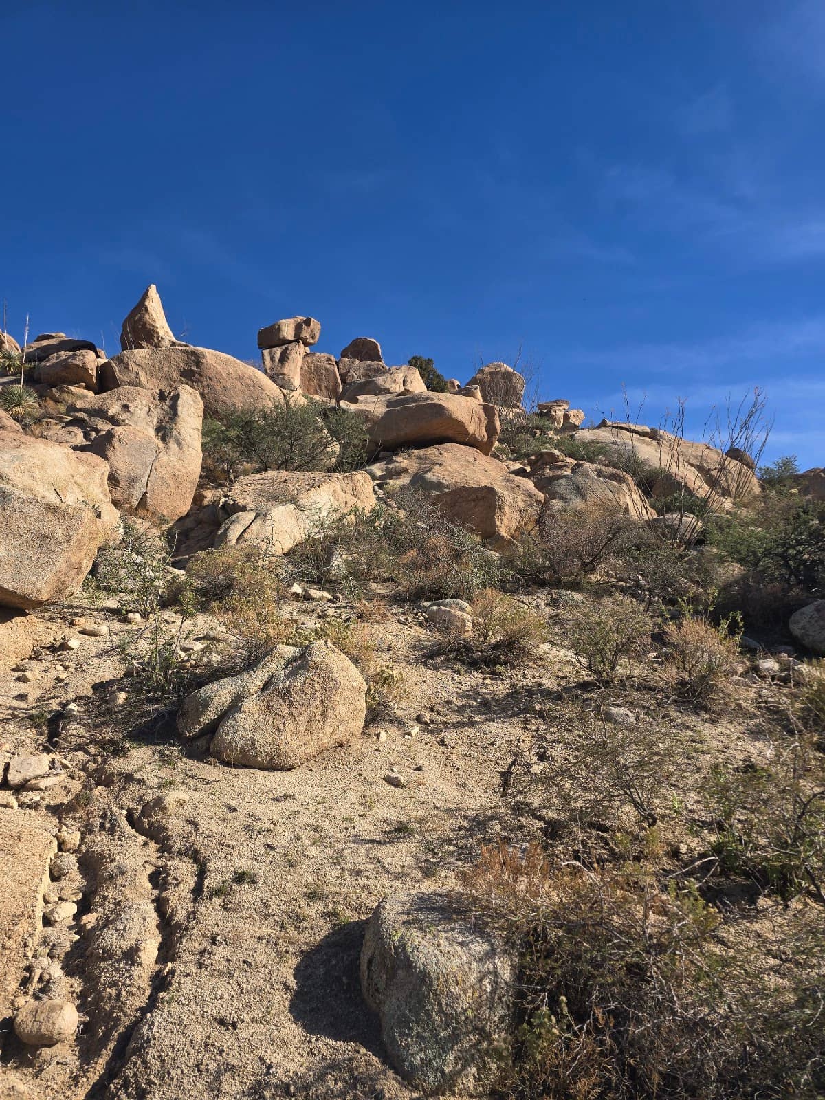 Unique Flora and Fauna