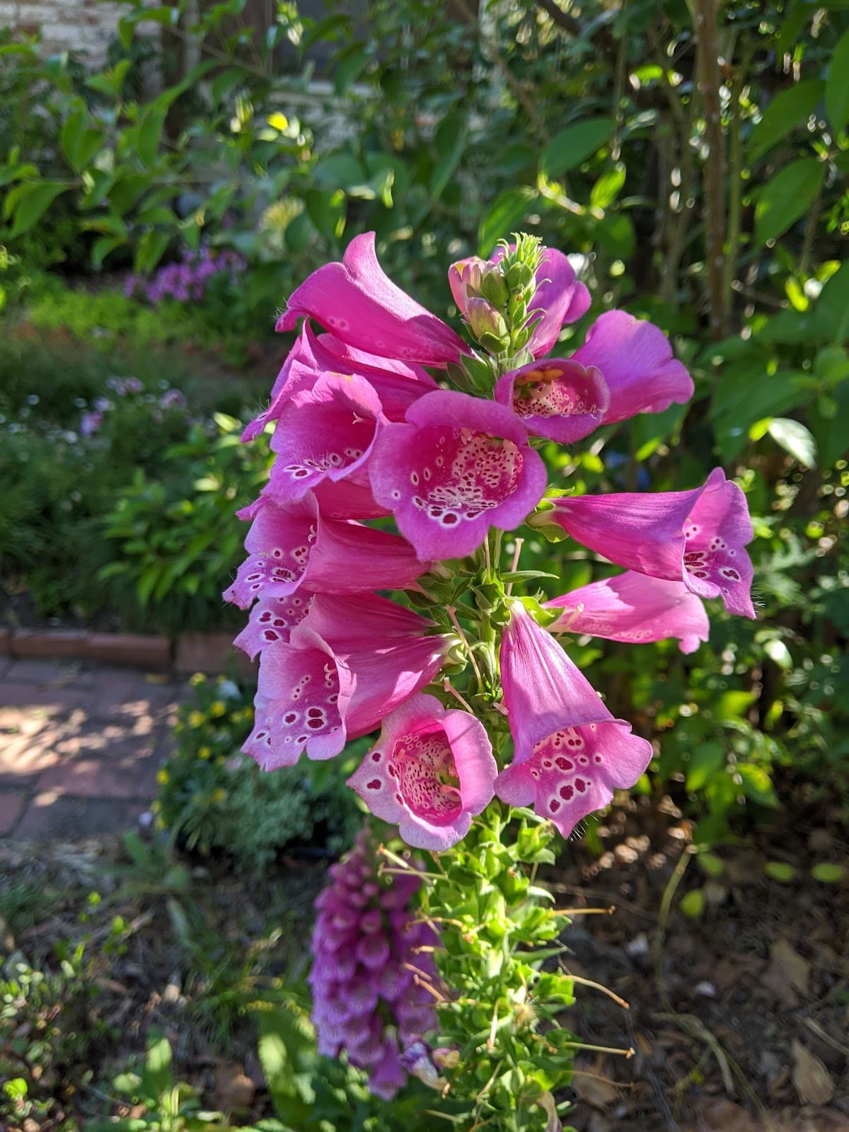 College Terrace - Image 1
