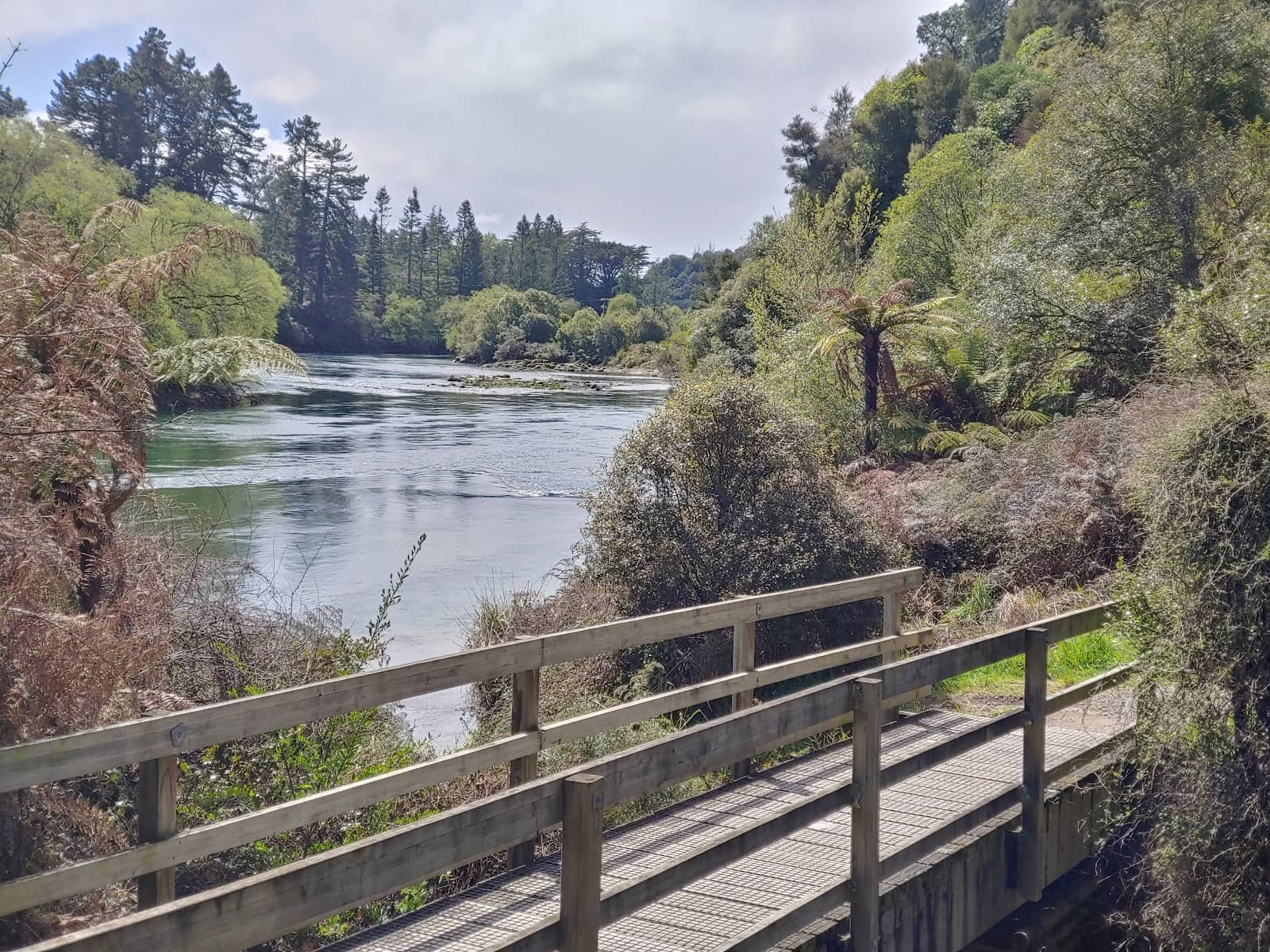 Starling Roost Spectacle