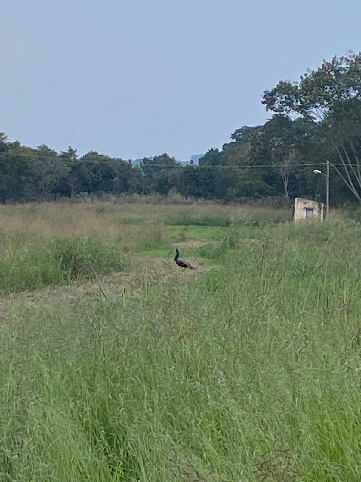 Hesaraghatta Grasslands - Image 1