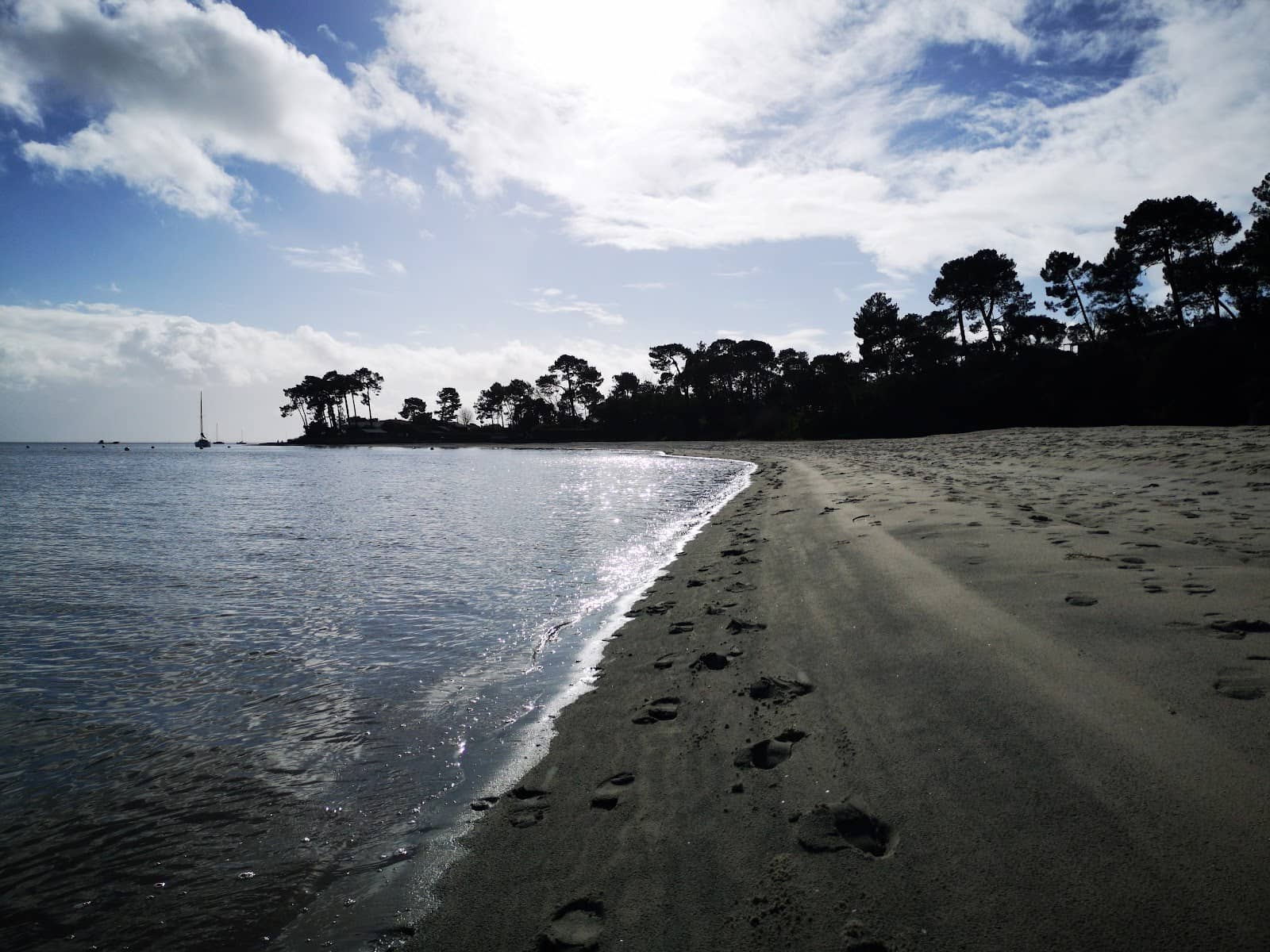 Dog-Friendly Shores