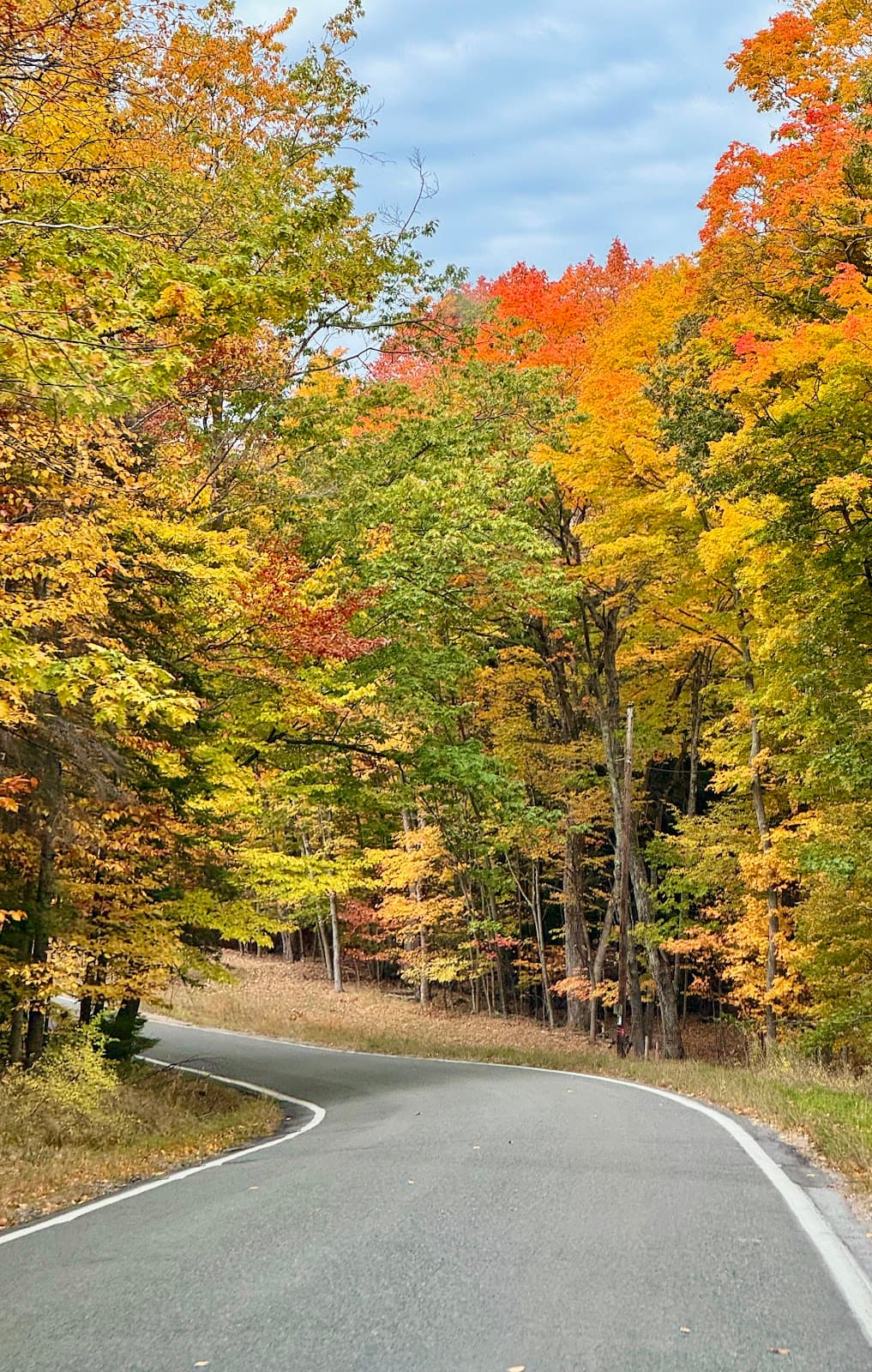 Tunnel of Trees (M-119) - Image 1