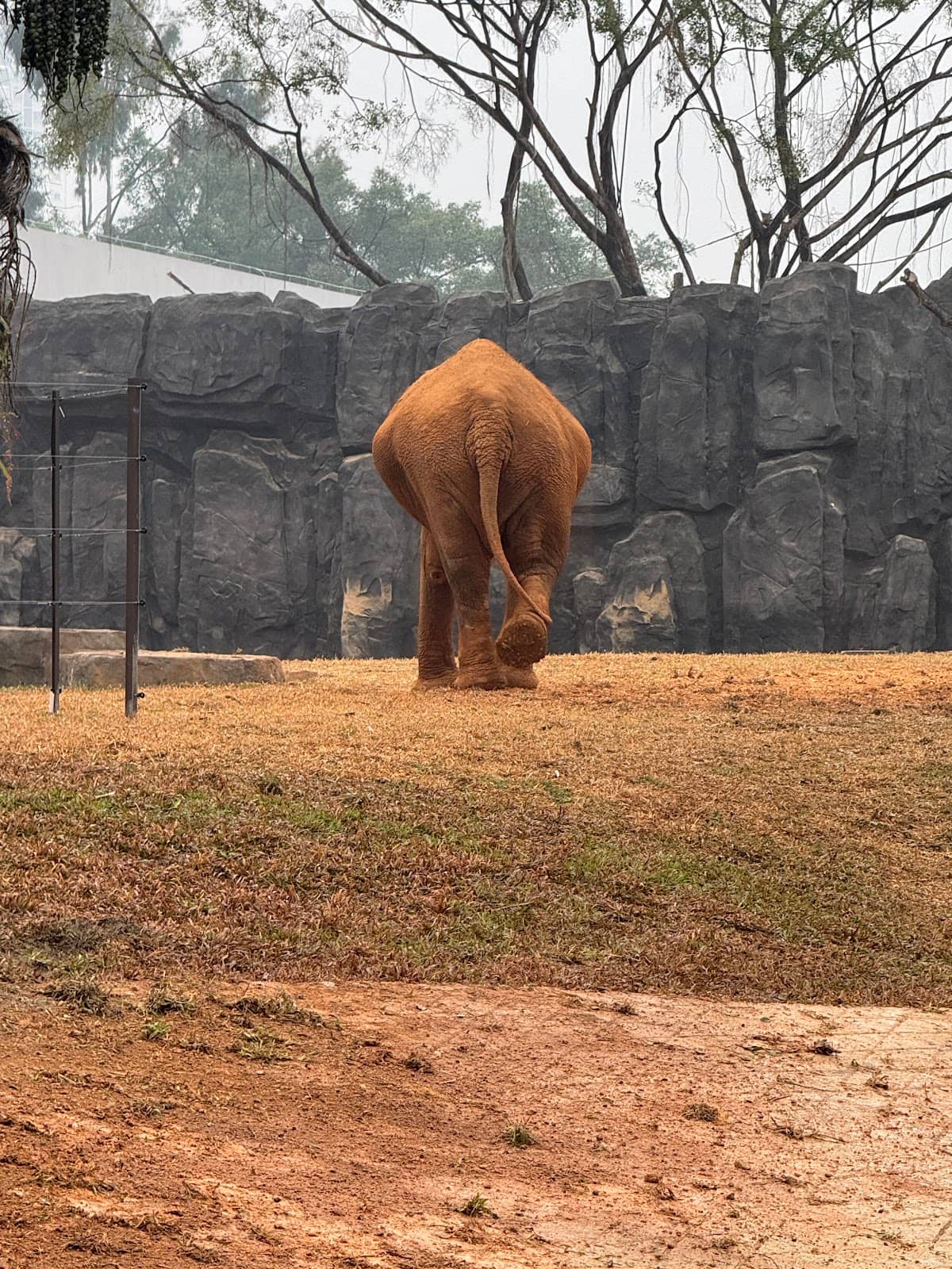 Majestic Asian Elephant