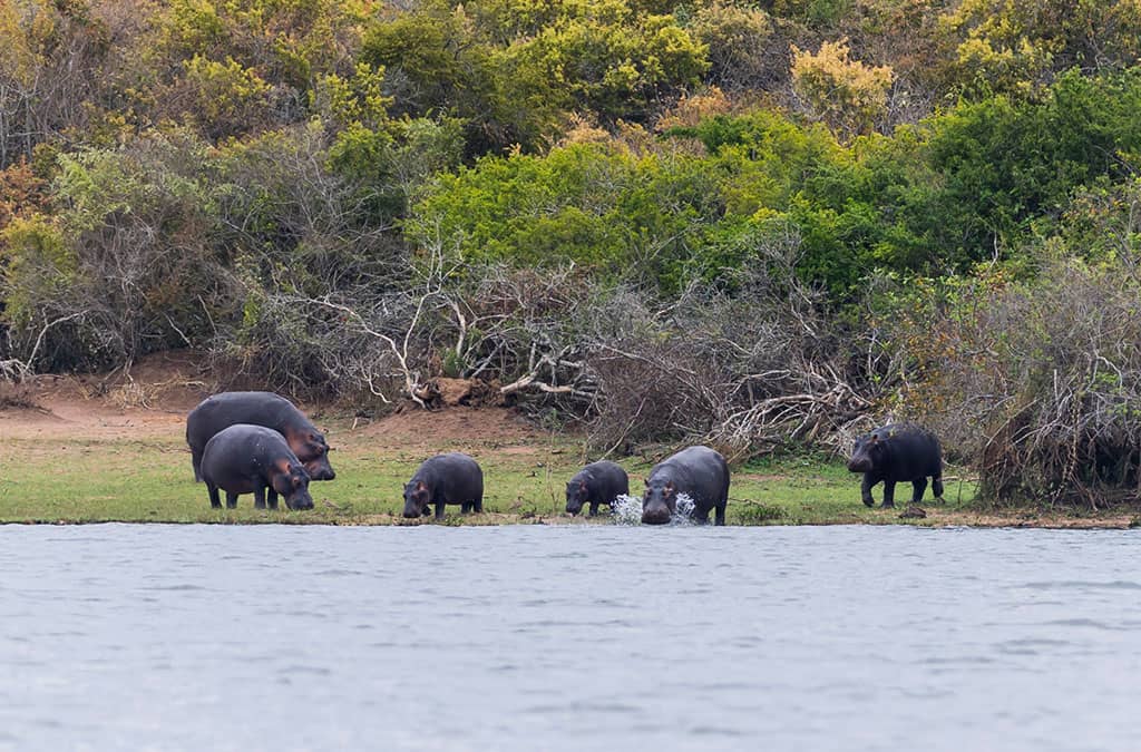 Scenic Savannah Landscapes