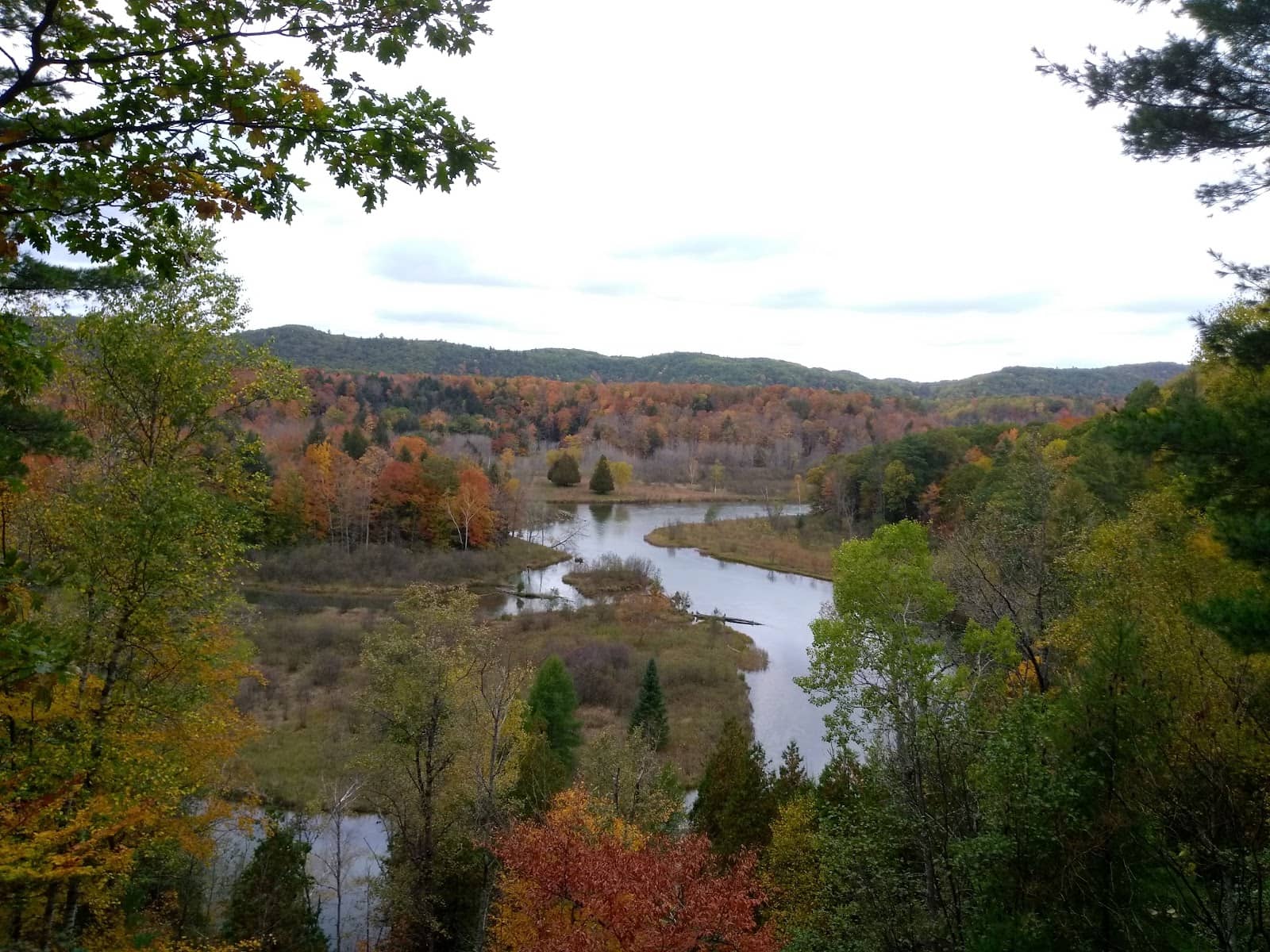Lush Forest Understory