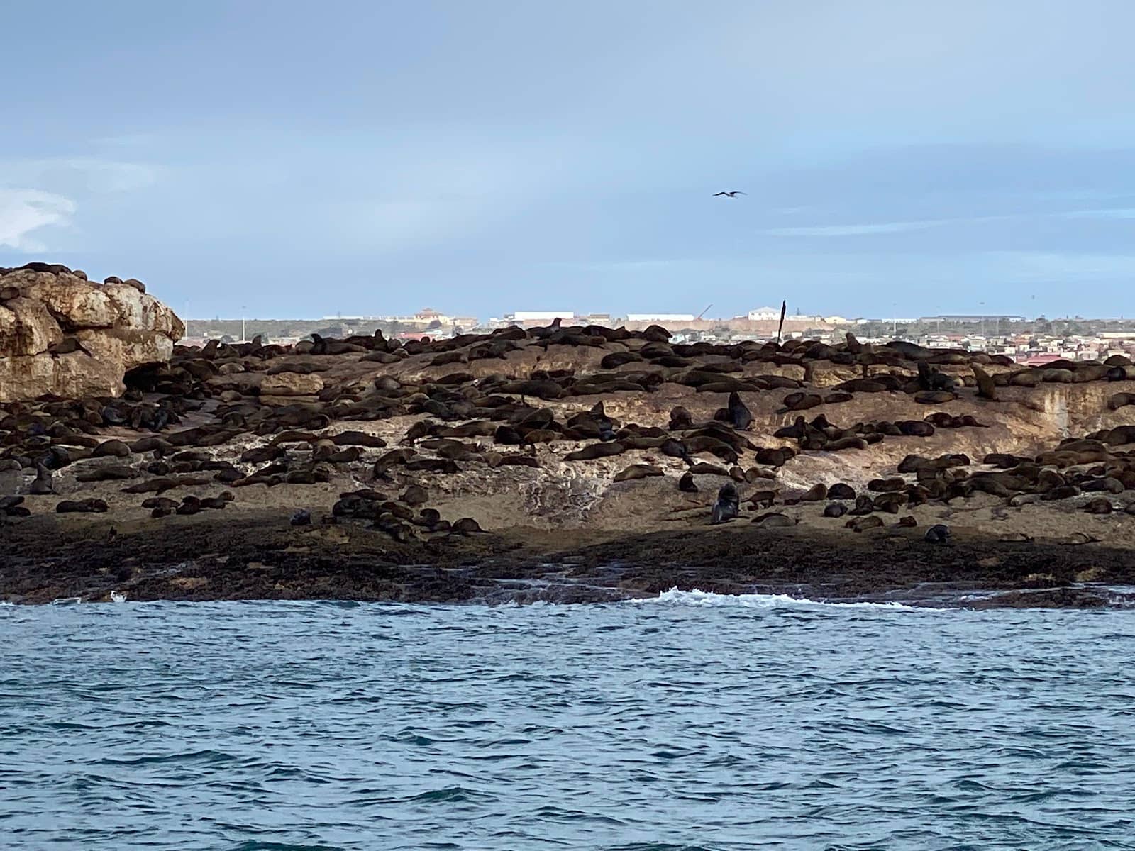 Potential Shark Sightings
