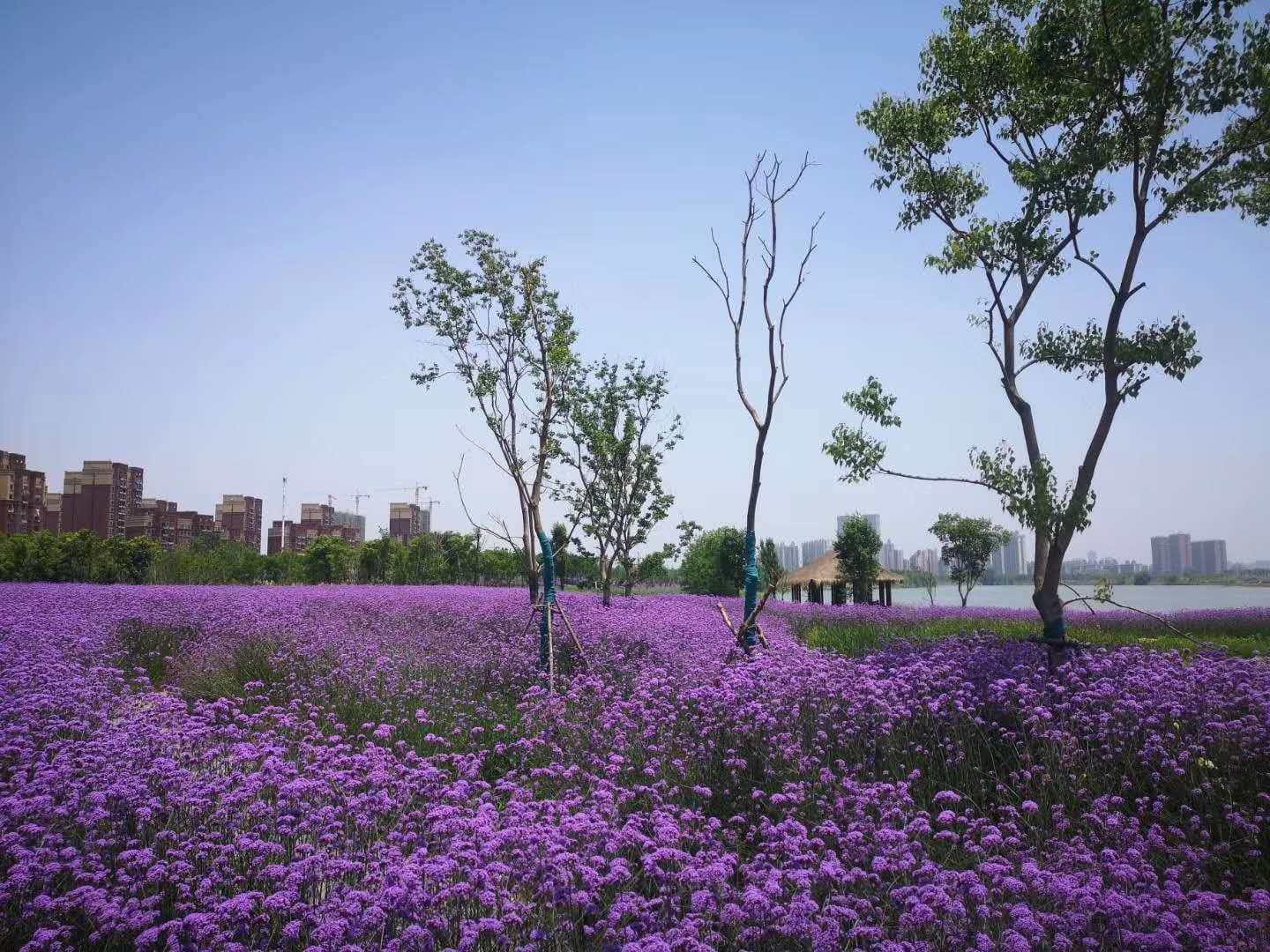 Jinyin Lake Wetland Park - Image 1