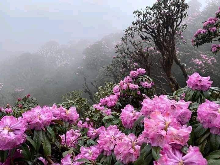 Nam Cang Vietnam - Image 1