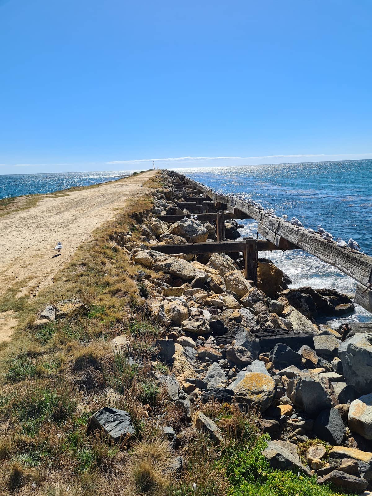 Taiaroa Head & Albatross Colony
