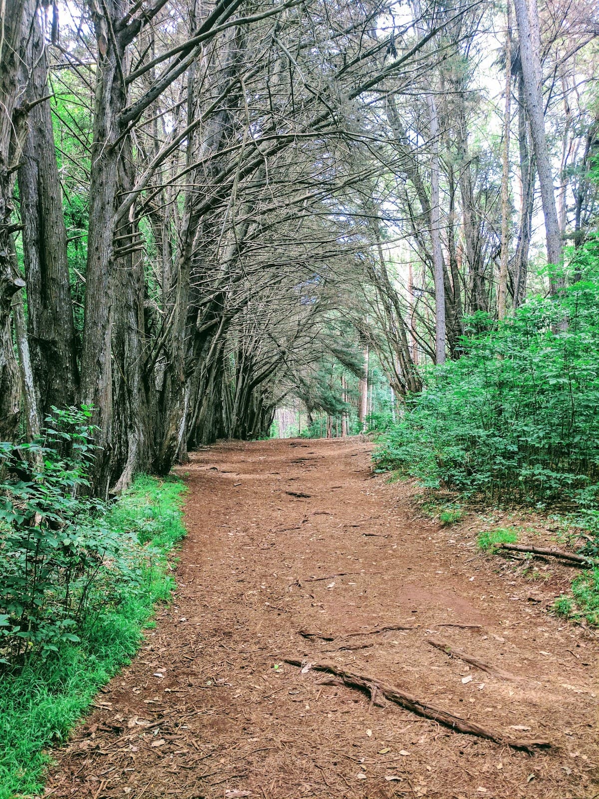 Waihou Springs Trail & Forest Reserve - Image 1