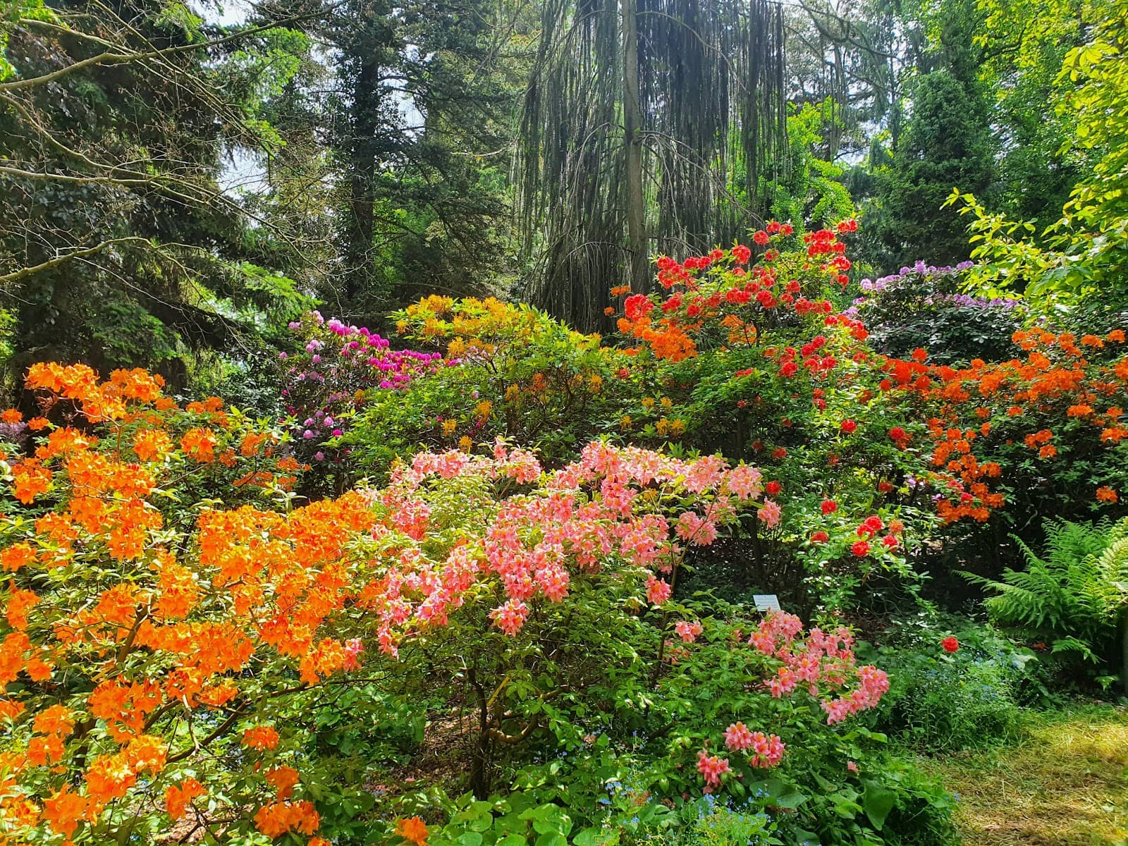 Diverse Tree and Shrub Species
