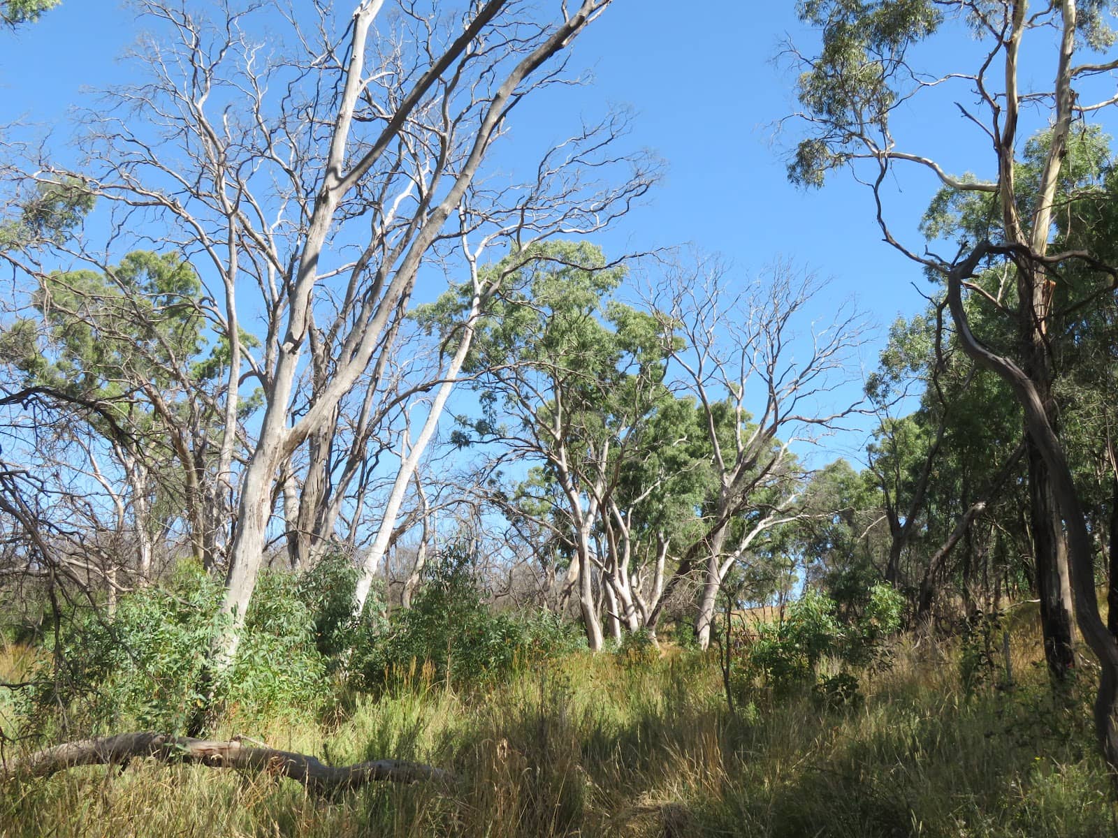 Seasonal Mushroom Displays