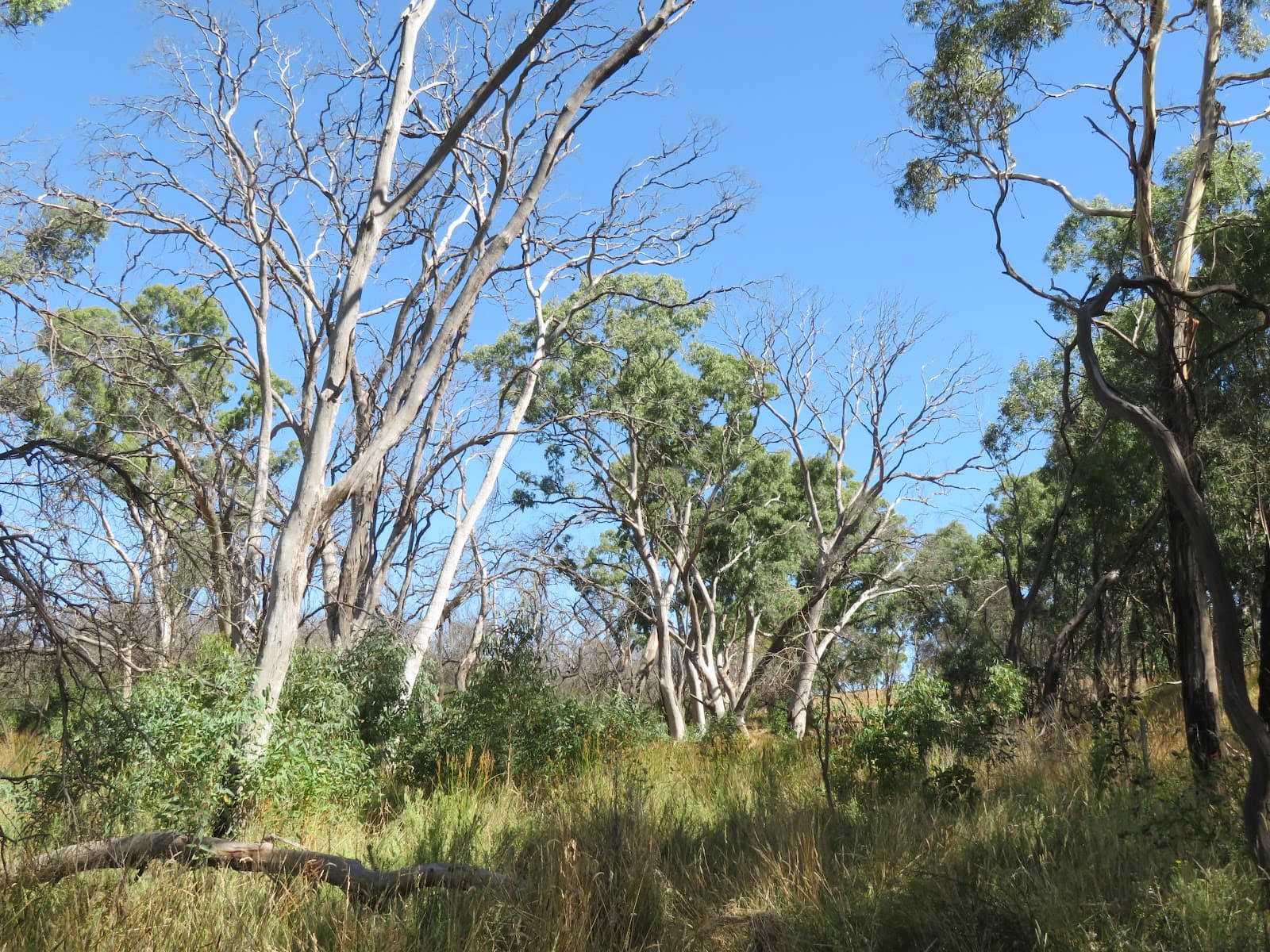 Charleston Conservation Park - Image 1