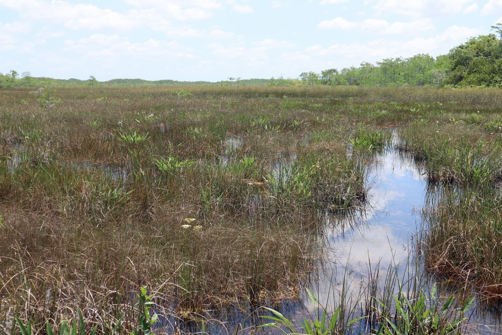 Pa-hay-okee Overlook Everglades National Park - Image 1