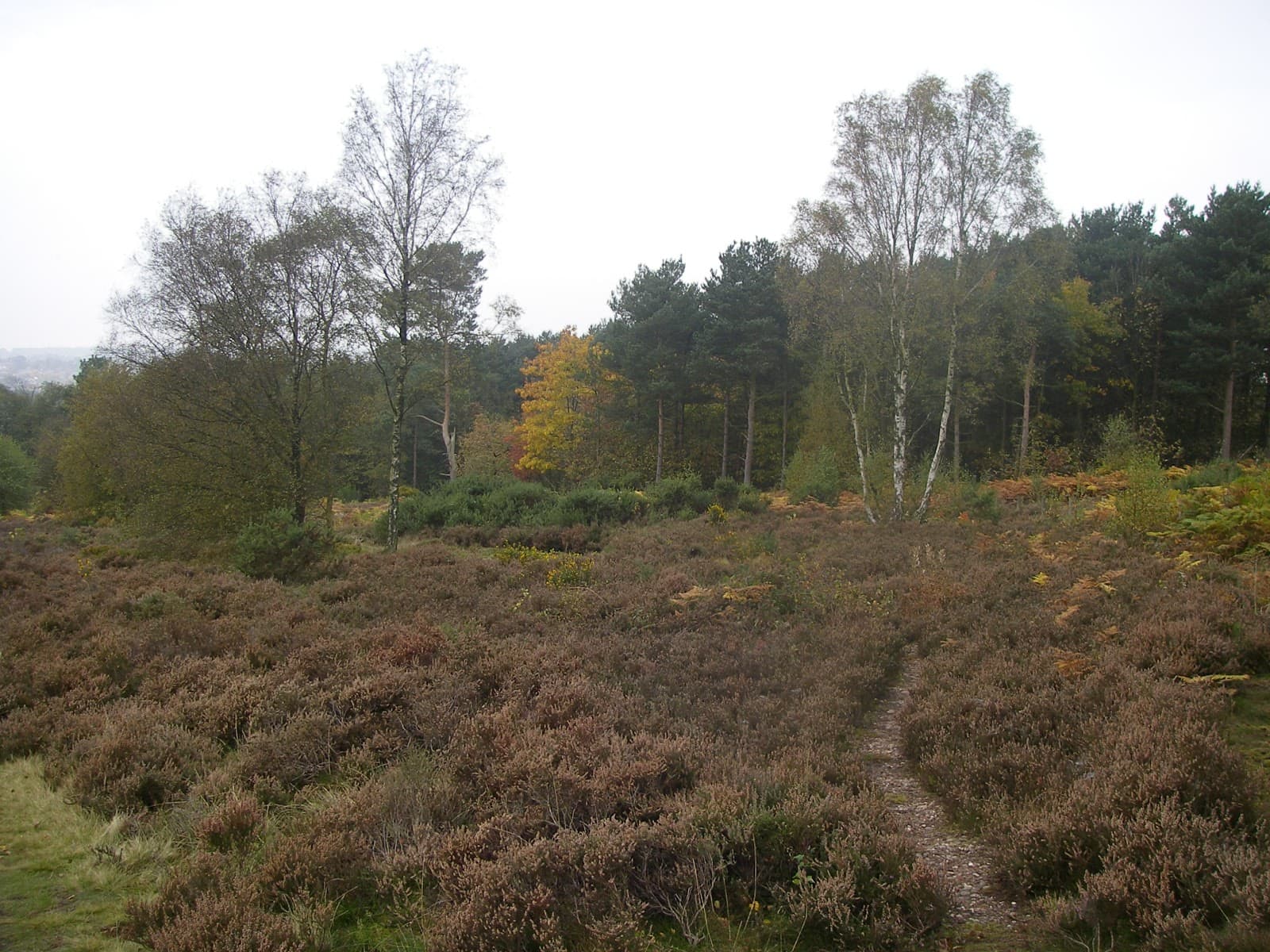 Hednesford Hills Nature Reserve - Image 1