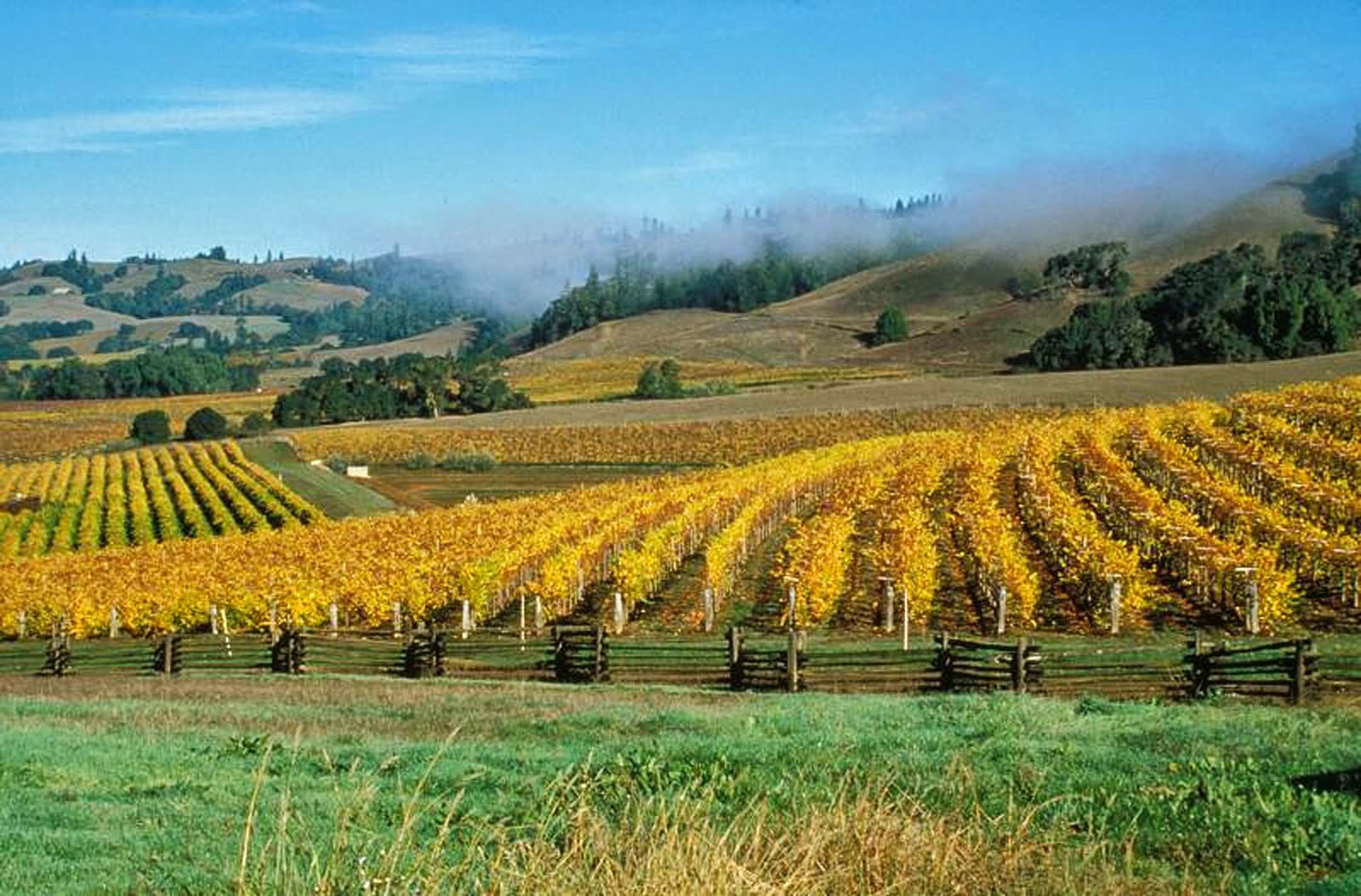 Navarro Vineyards - Image 1