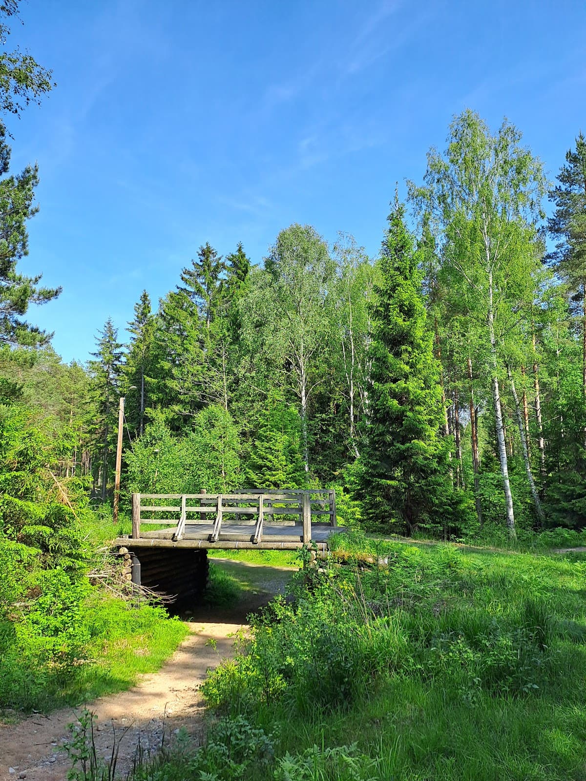 Jursla Old-growth Forest - Image 1