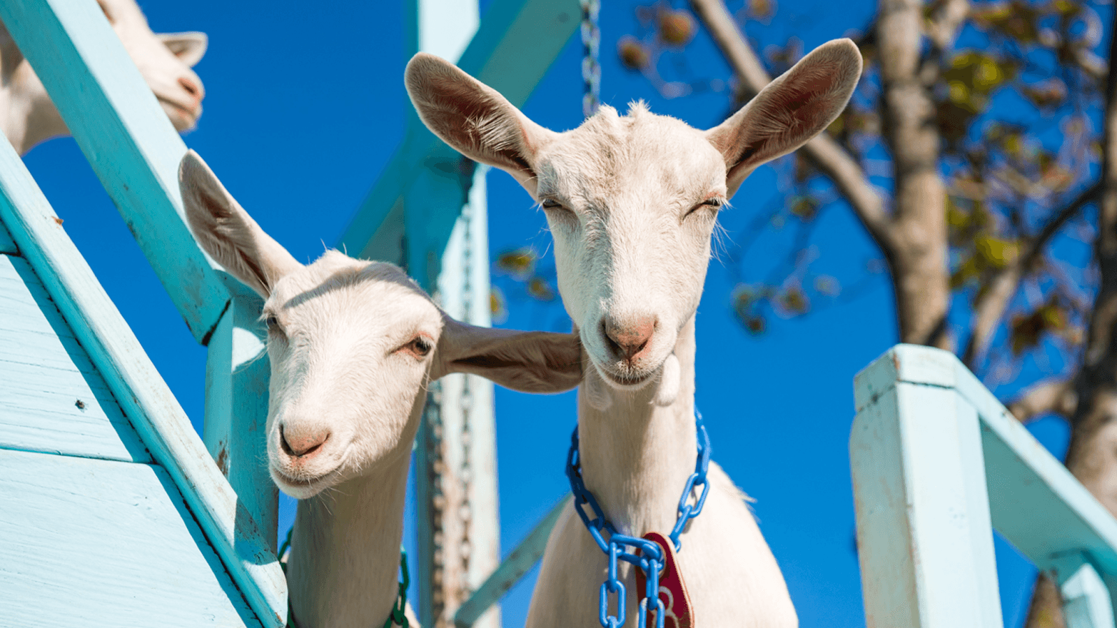 Catapano Dairy Farm - Image 1
