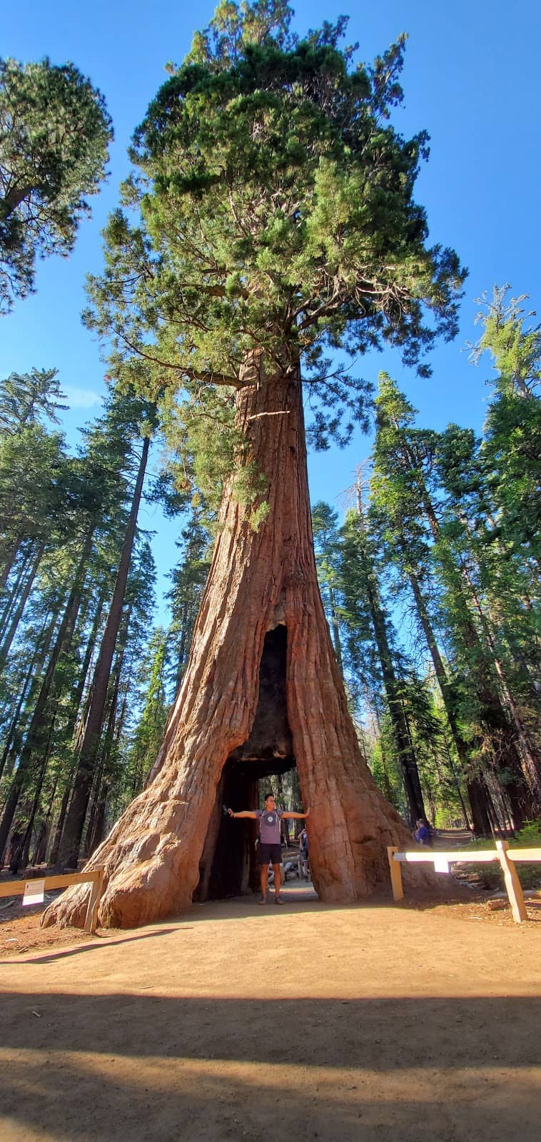 California Tunnel Tree