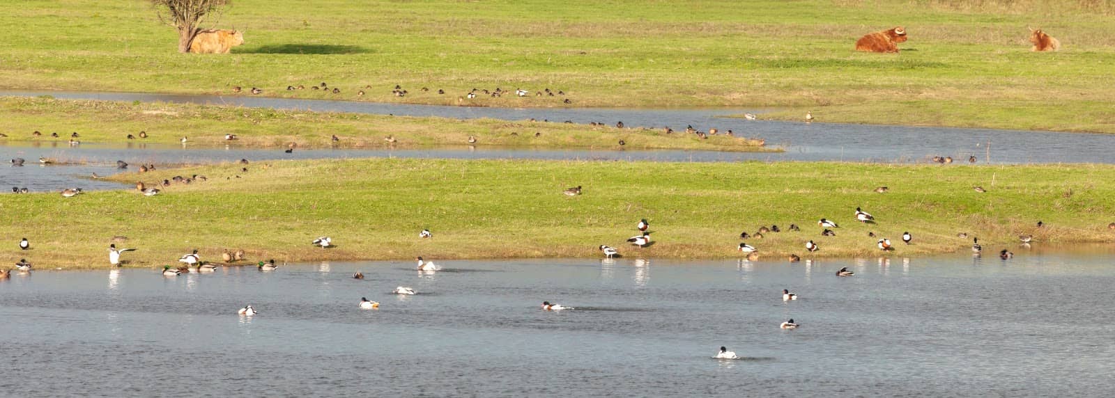 Wooden Boardwalk Trails