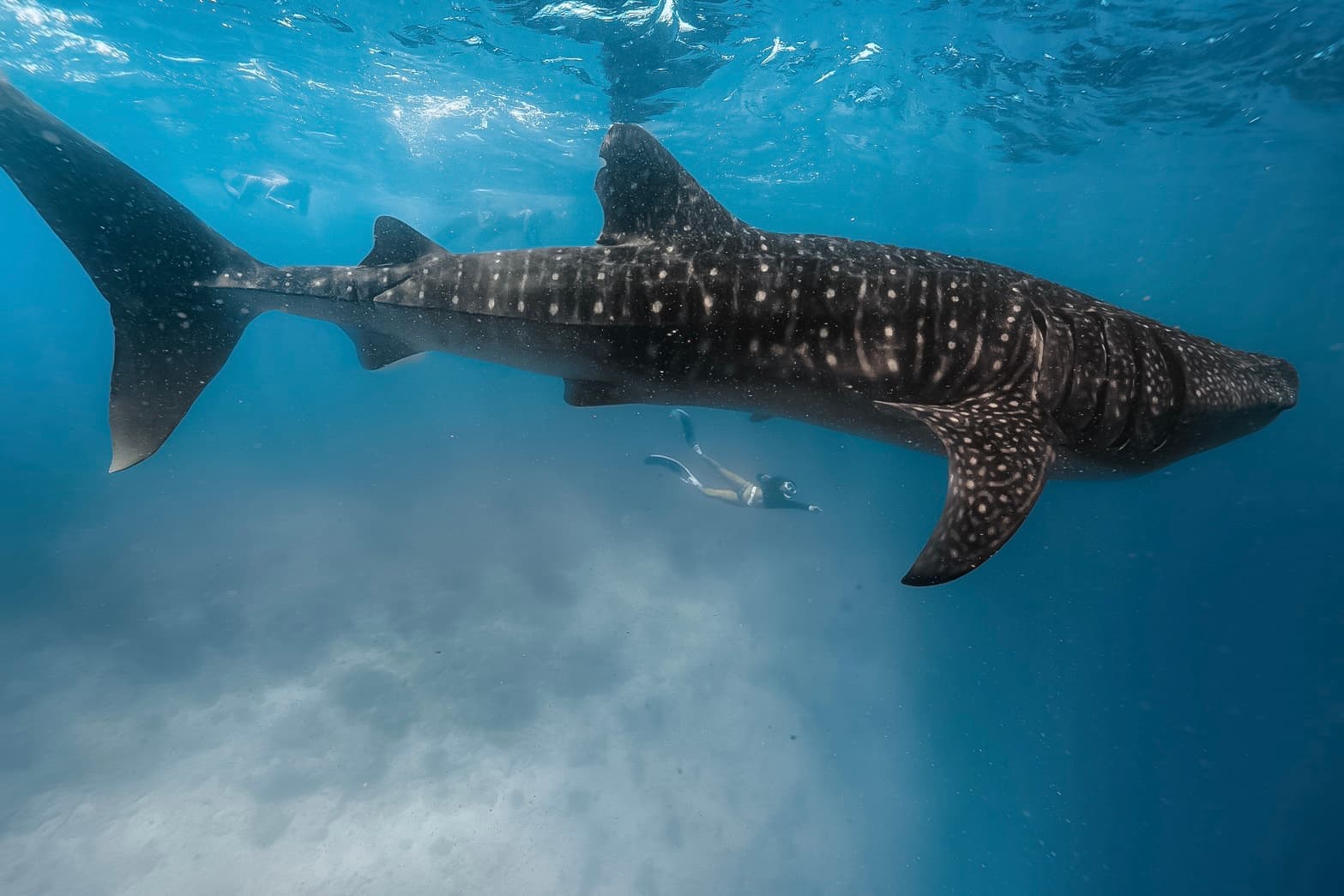 South Ari Marine Protected Area - Image 1