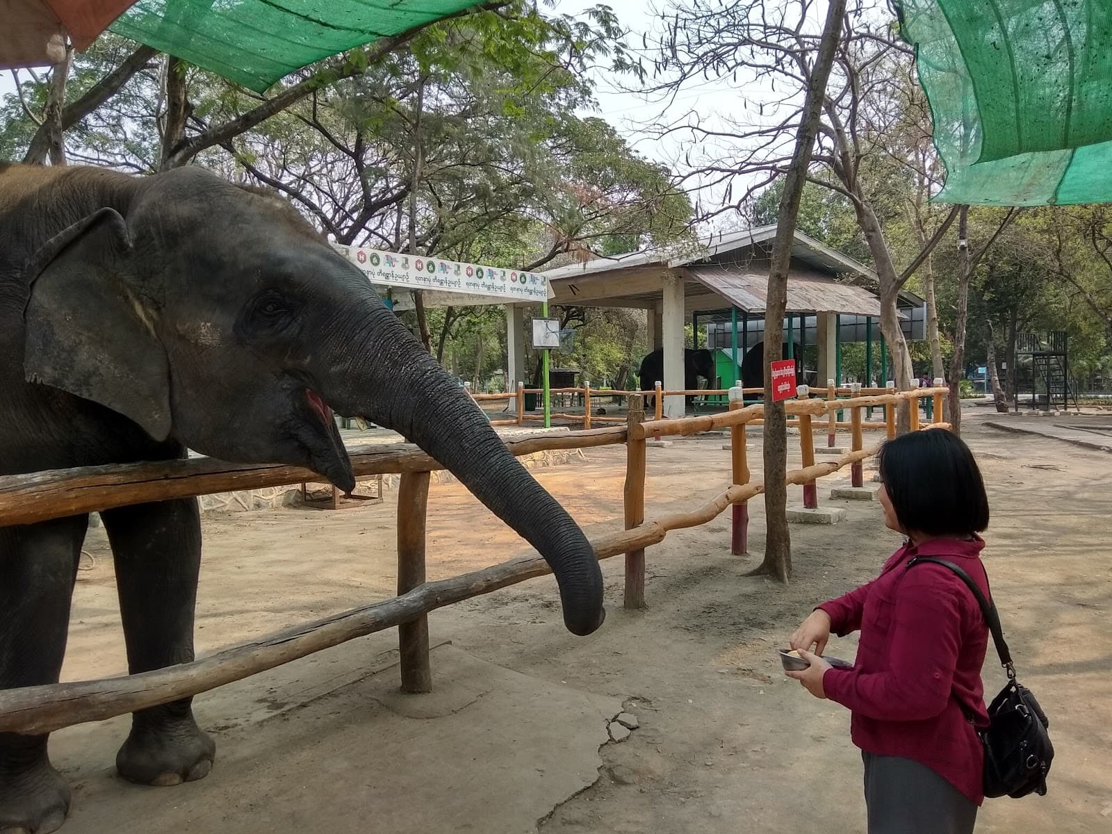 Mandalay Zoological Garden - Image 1