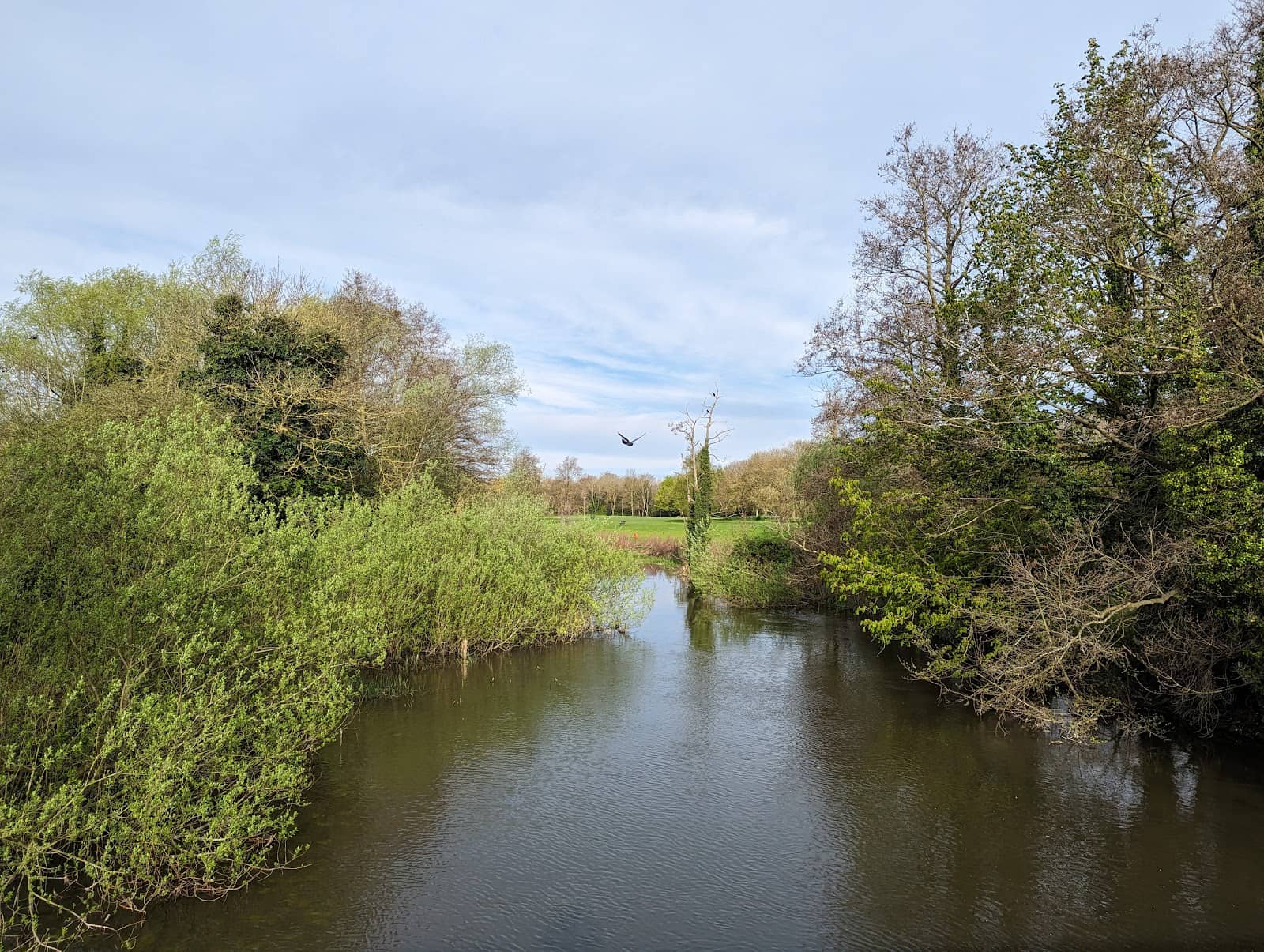 Dog-Friendly Strolls