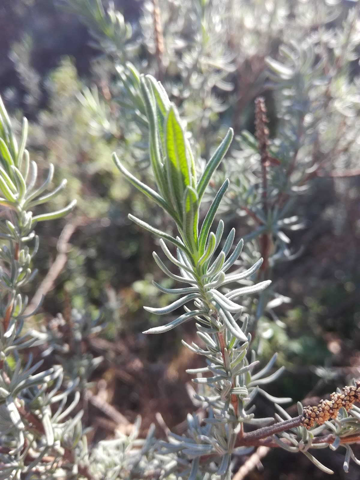 Les Bormettes - Image 1
