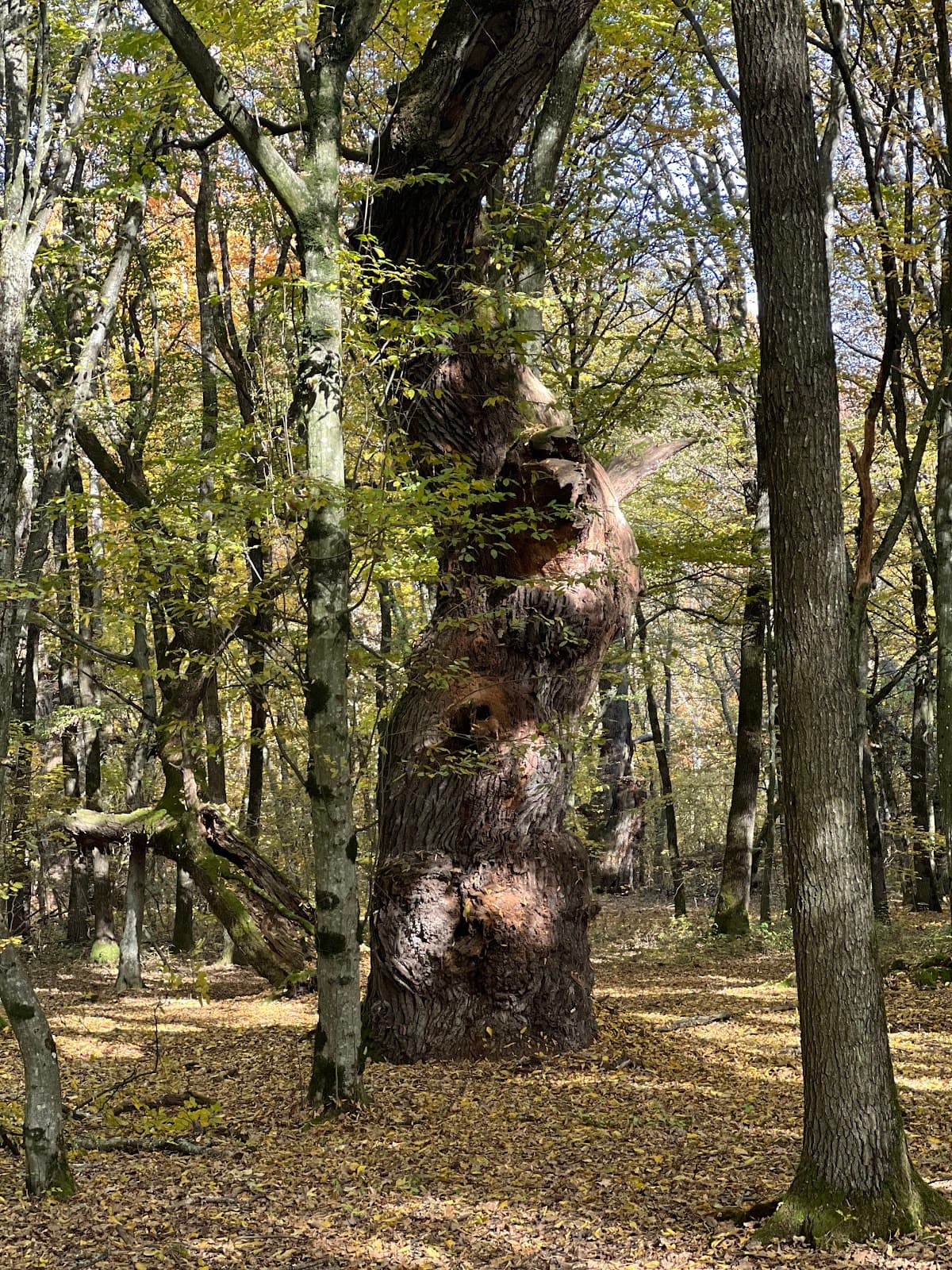 Mociar Forest Nature Reserve - Image 1