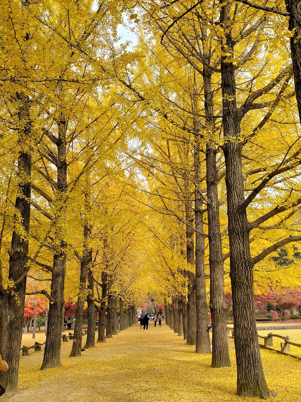 Nami Island (Namiseom) - Image 1
