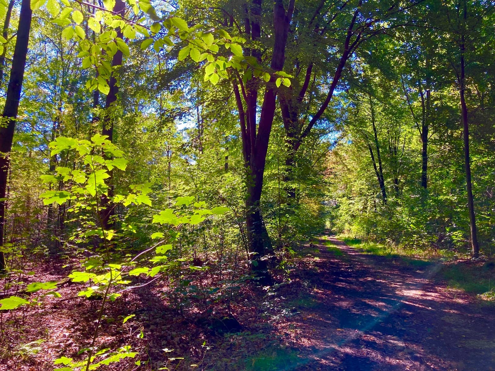 Nature Observation