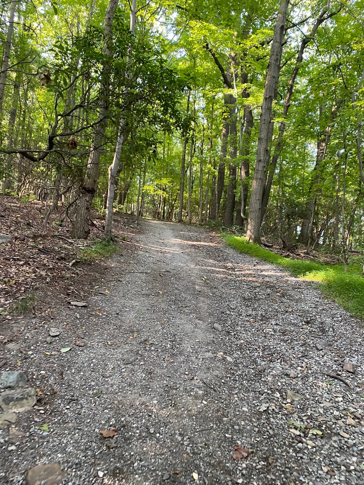 Dog-Friendly Adventure