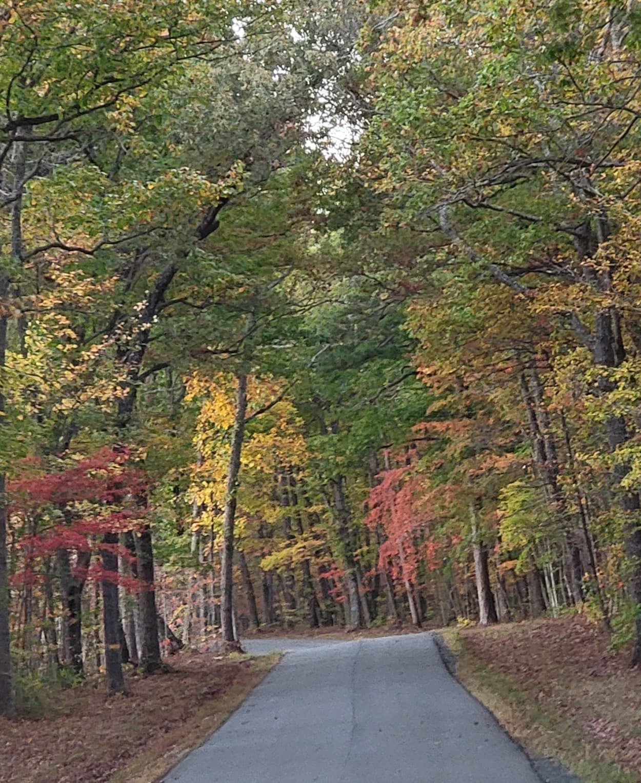 Appomattox-Buckingham State Forest - Image 1