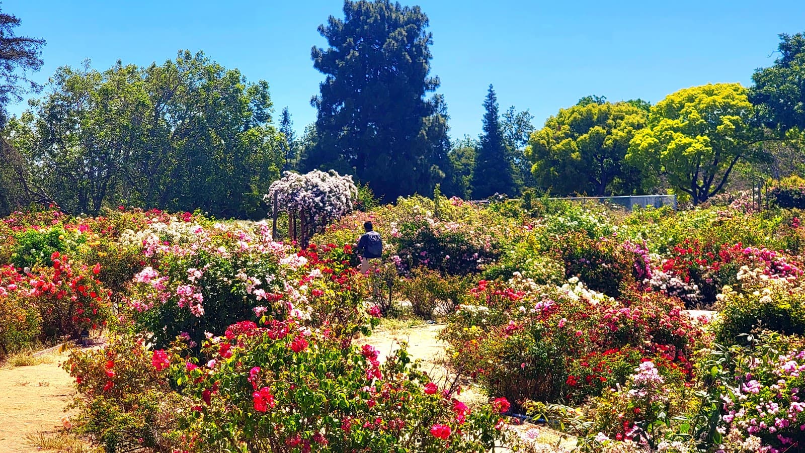 San Jose Heritage Rose Garden - Image 1