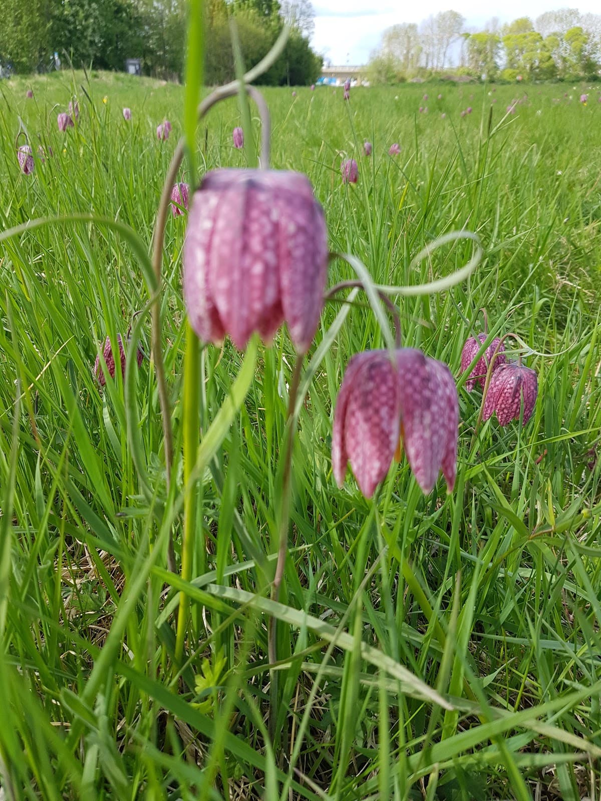 Årike Fyris Nature Reserve - Image 1