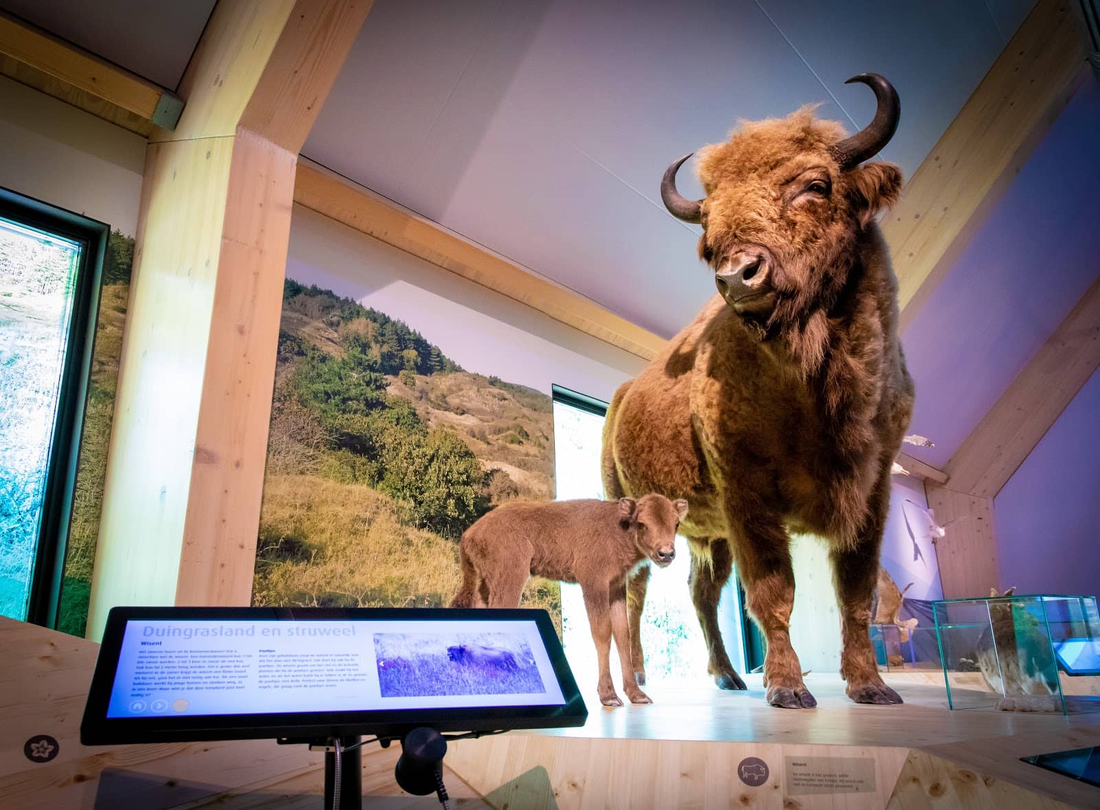 Impressive Bison Exhibit
