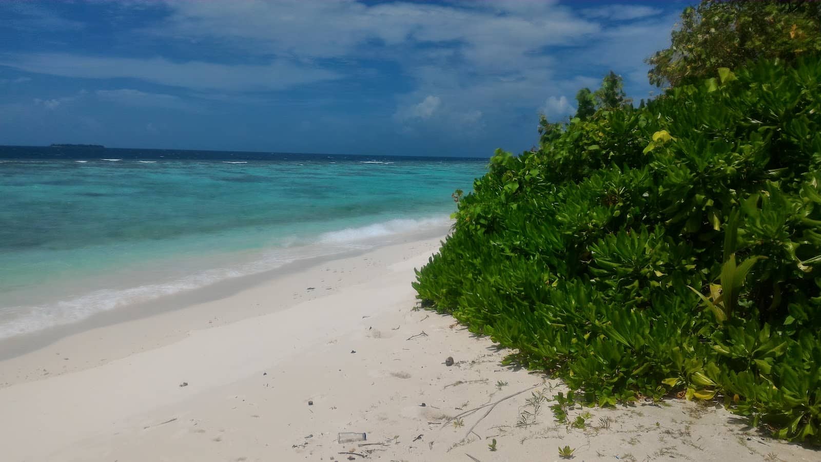 Dolphin Spotting Excursions