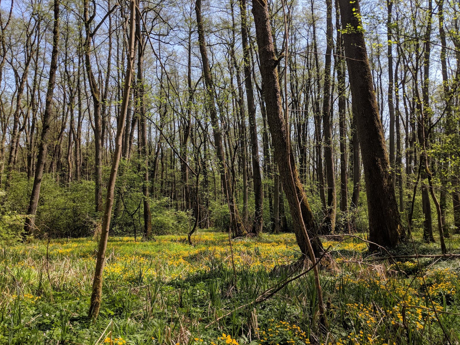 Brucker Lache Nature Reserve - Image 1