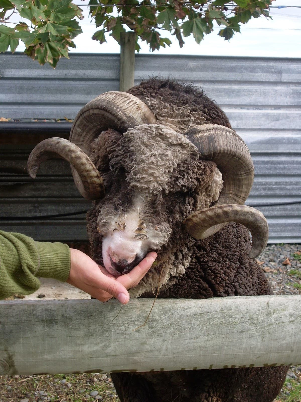 Haumoana Farmyard Zoo - Image 1