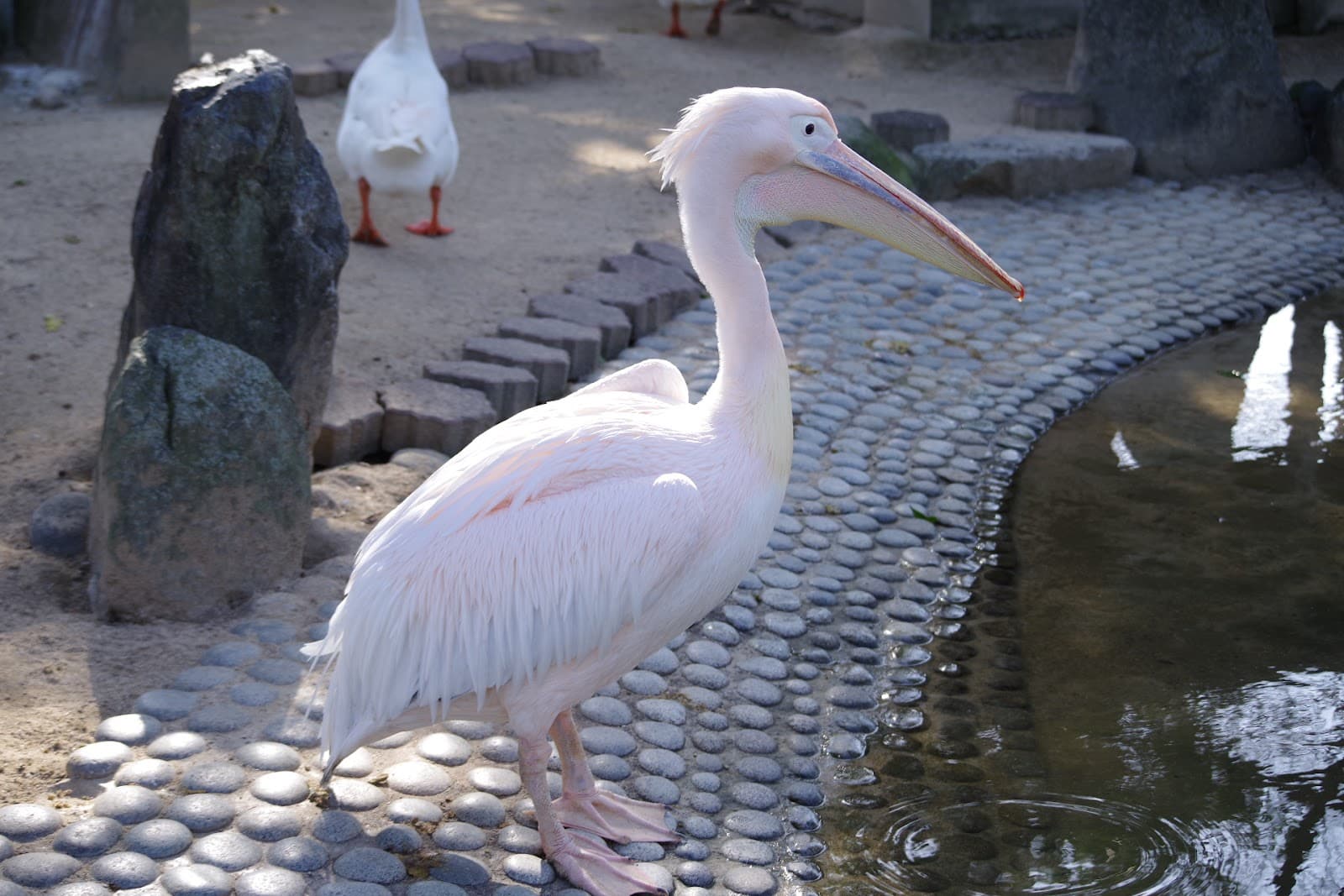 Kurume Bird Center - Image 1