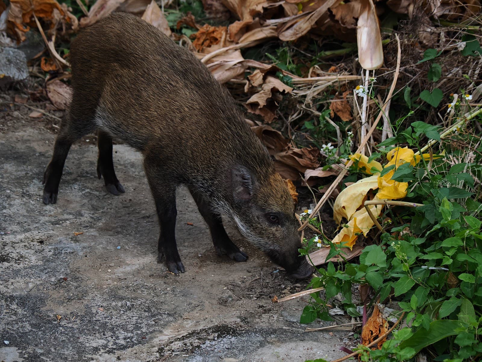 Former ATV Building, Sai Kung - Image 1