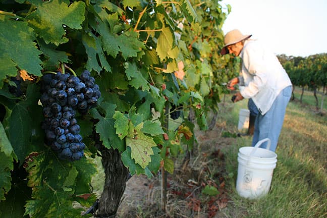 Pedernales Cellars - Image 1