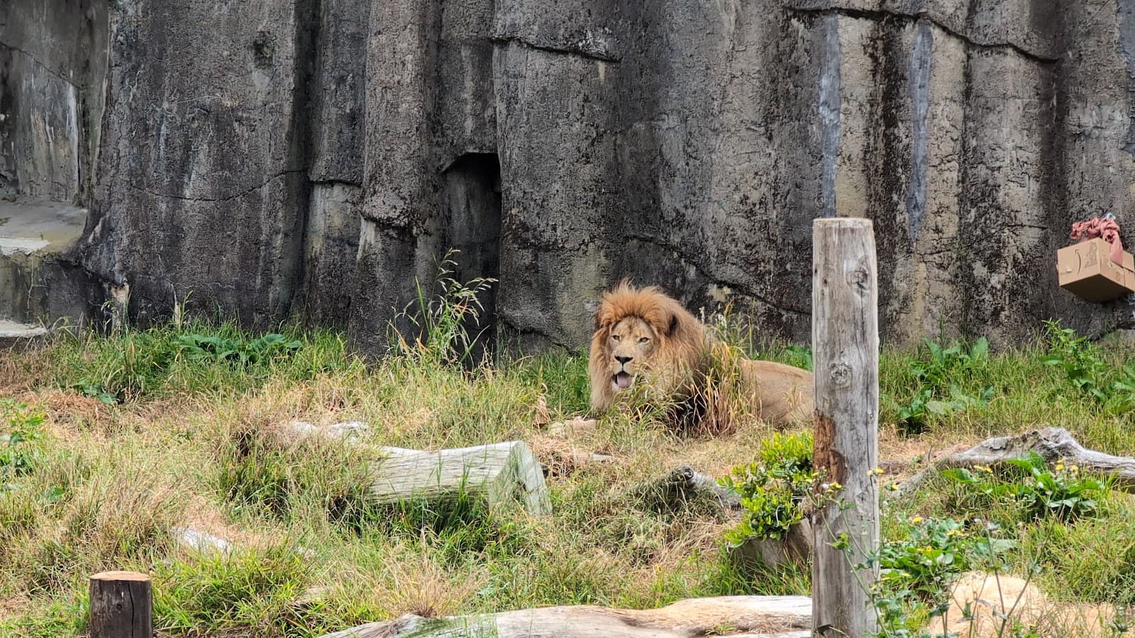 Lion House - Image 1