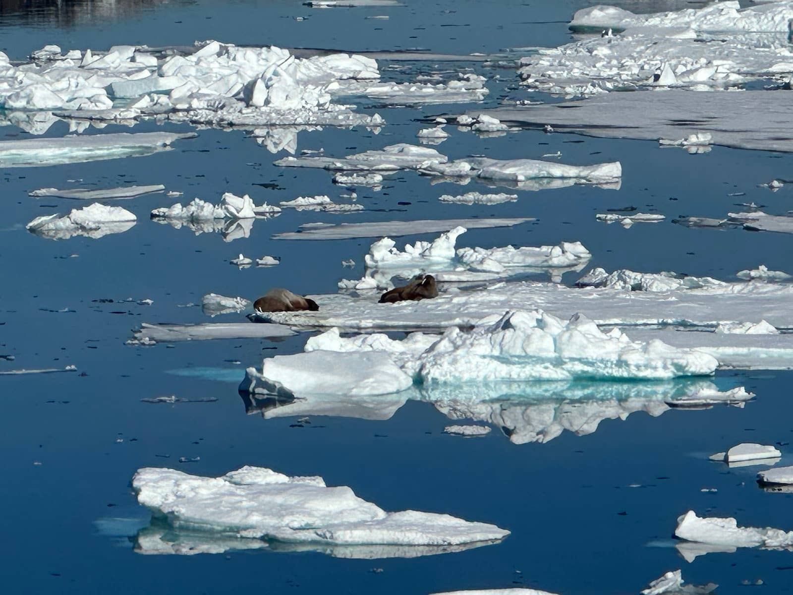 Polar Bear Encounters