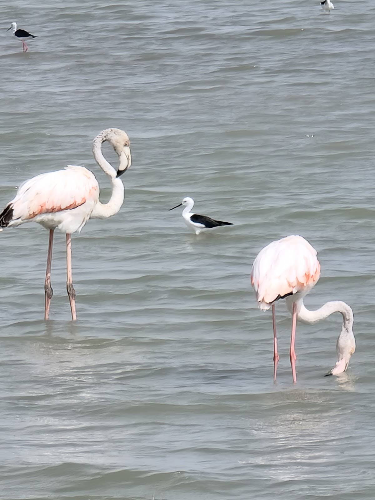 Birdwatching Opportunities
