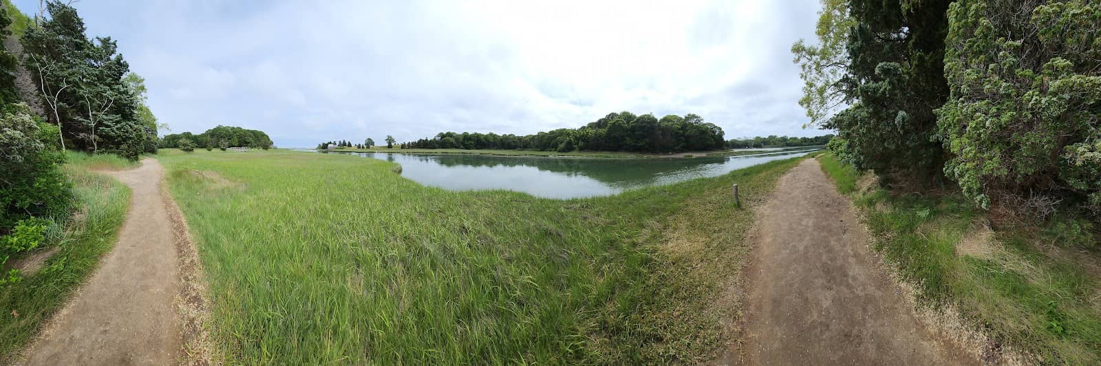 Wetland Flora