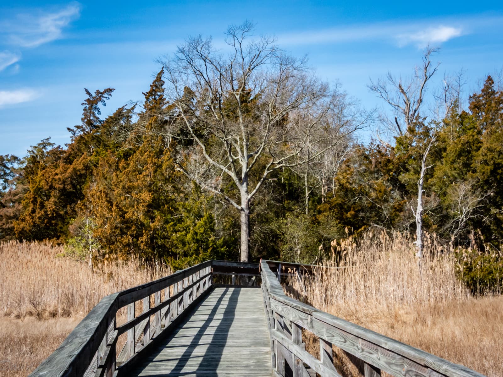 St. Jones Reserve Delaware - Image 1