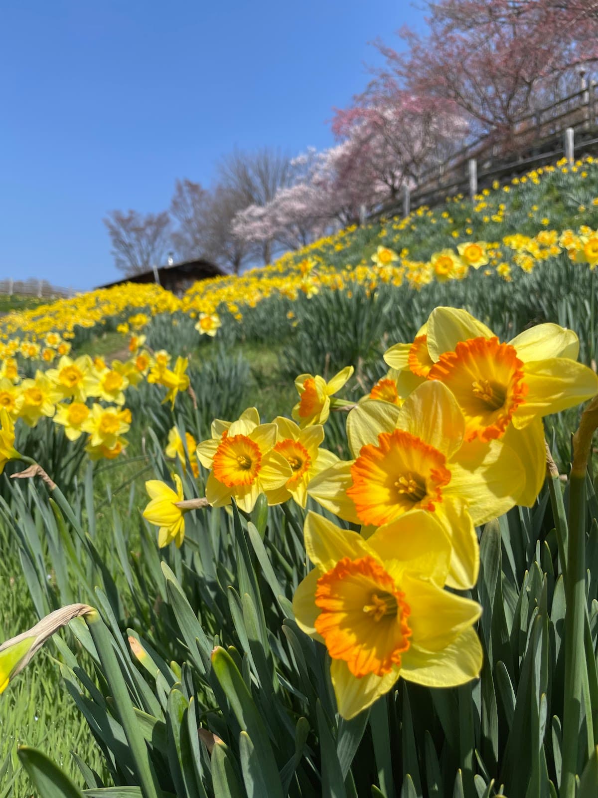 Shinshu International Music Village (Rose Garden) - Image 1